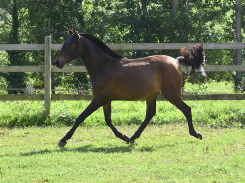 Filly PRE Pure Spanish Bred For sale 2024 Dark Bay
