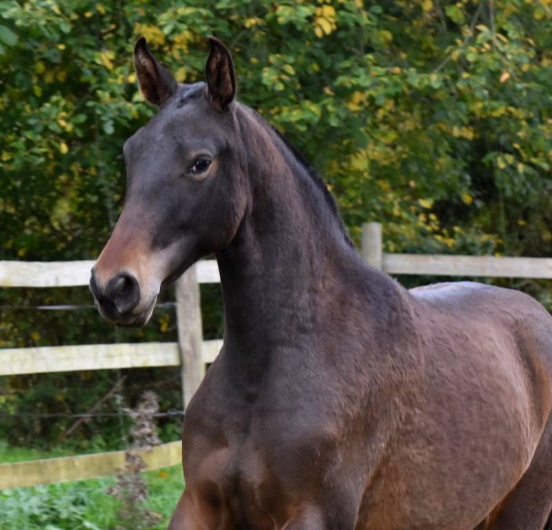 Filly PRE Pure Spanish Bred For sale 2024 Dark Bay