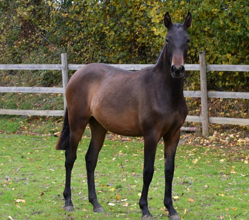 Filly PRE Pure Spanish Bred For sale 2024 Dark Bay