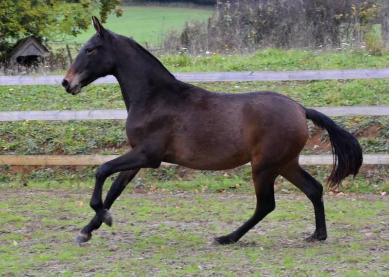 Filly PRE Pure Spanish Bred For sale 2024 Dark Bay