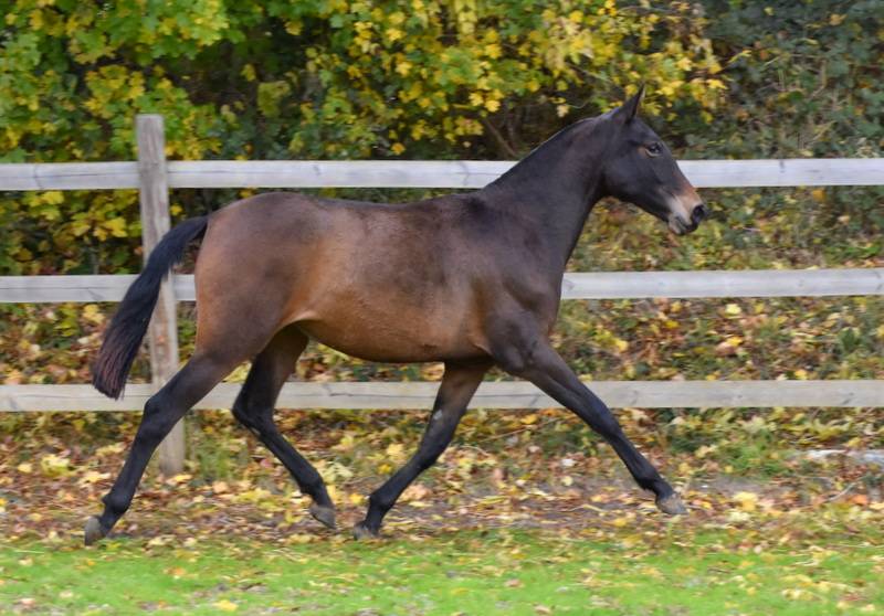 Filly PRE Pure Spanish Bred For sale 2024 Dark Bay