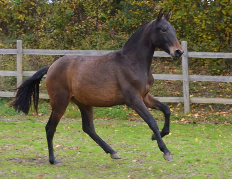 Filly PRE Pure Spanish Bred For sale 2024 Dark Bay