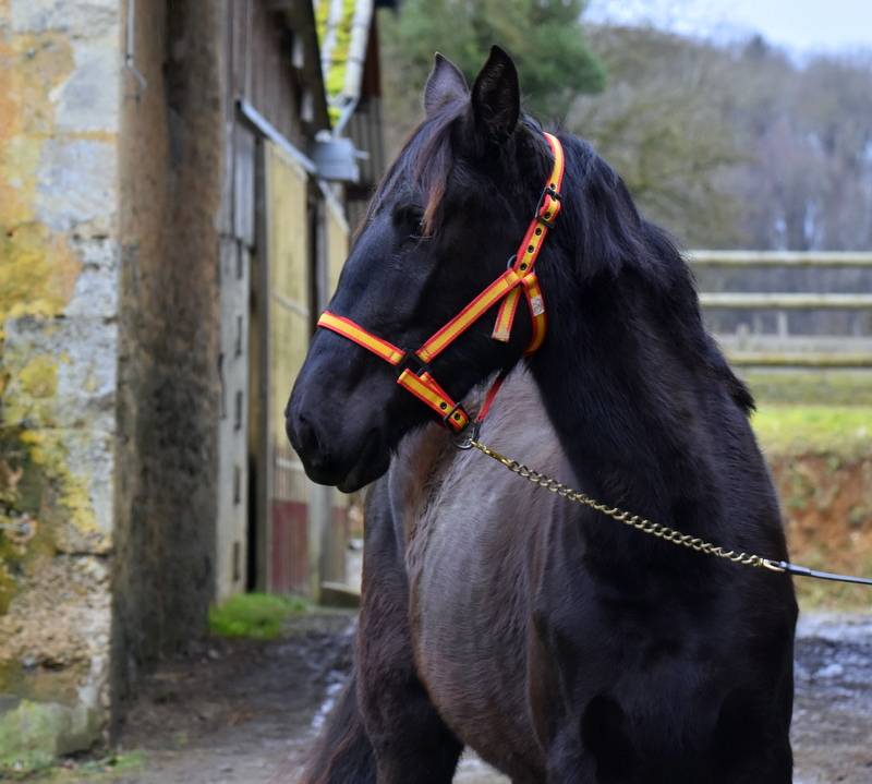 Mare PRE Pure Spanish Bred For sale 2023 Black