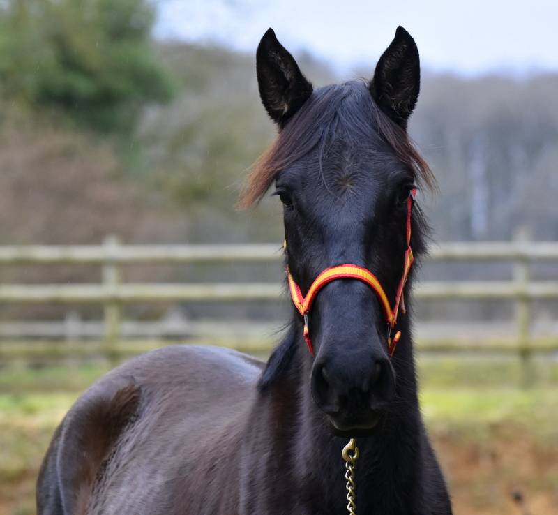 Mare PRE Pure Spanish Bred For sale 2023 Black