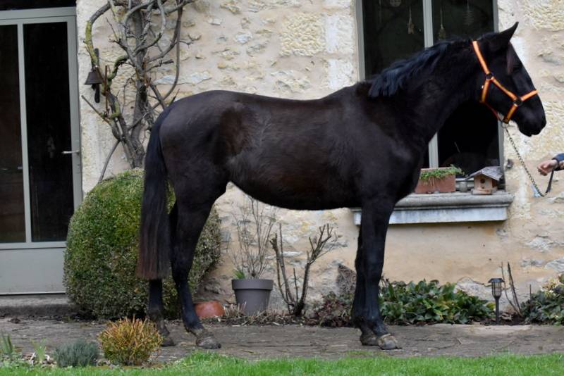 Mare PRE Pure Spanish Bred For sale 2023 Black