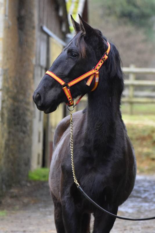Mare PRE Pure Spanish Bred For sale 2023 Black