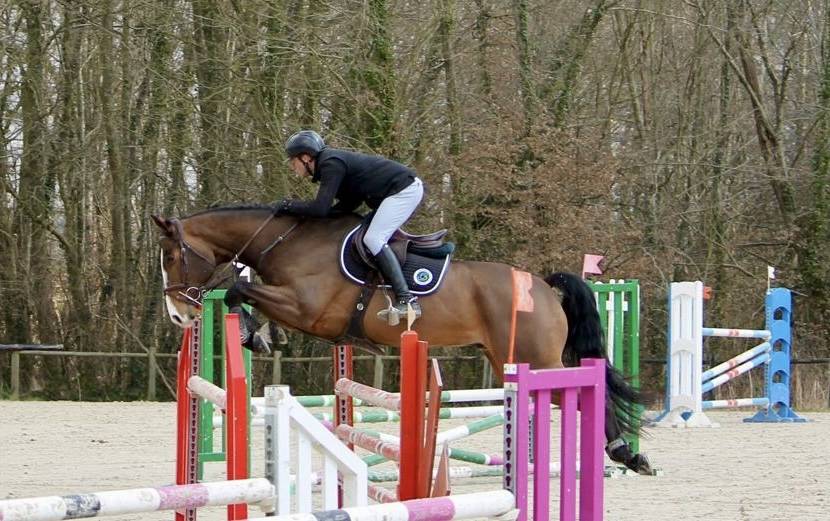 Gelding Selle Fran&ccedil;ais For sale 2018 Bay