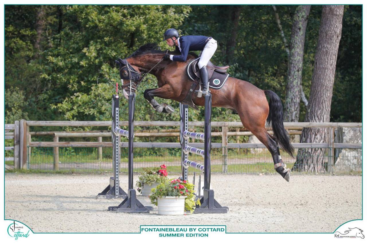 Gelding Selle Fran&ccedil;ais For sale 2018 Bay