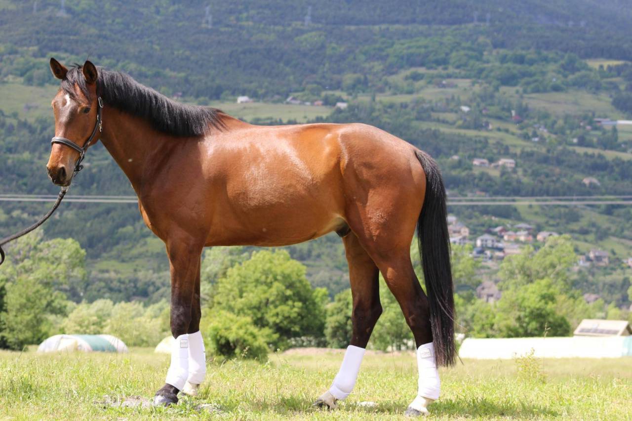 Gelding Selle Fran&ccedil;ais For sale 2020 Bay
