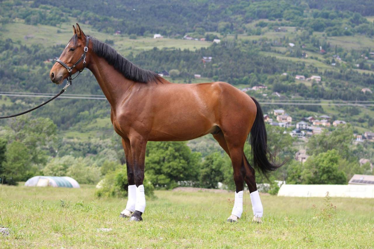 Gelding Selle Fran&ccedil;ais For sale 2020 Bay