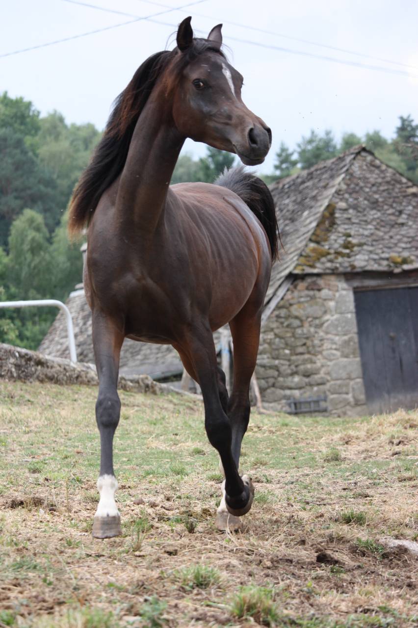 Avalon Saiph  - Arabian 2023 by Avalon Be Beautiful