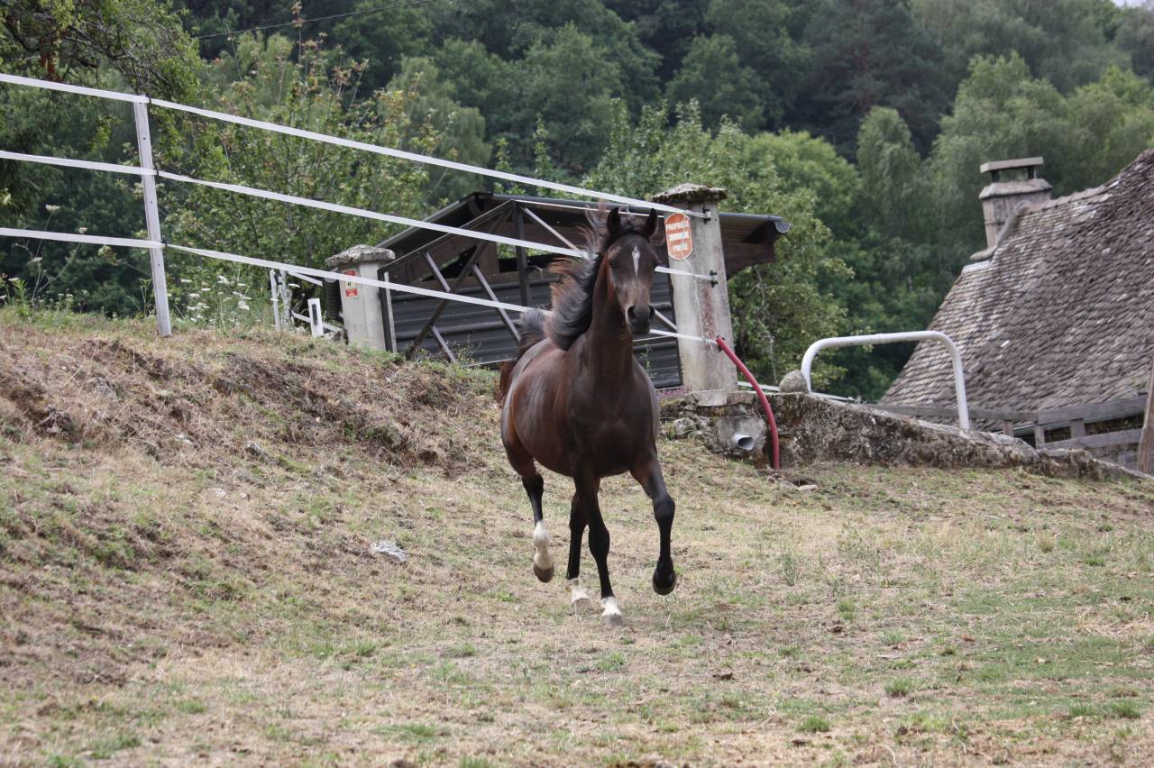 Avalon Saiph  - Arabian 2023 by Avalon Be Beautiful