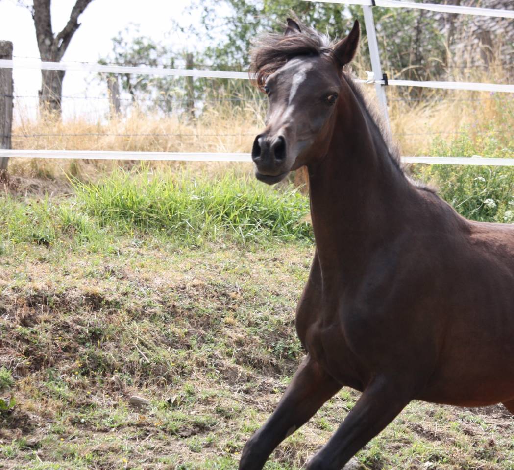 Avalon Saiph  - Arabian 2023 by Avalon Be Beautiful