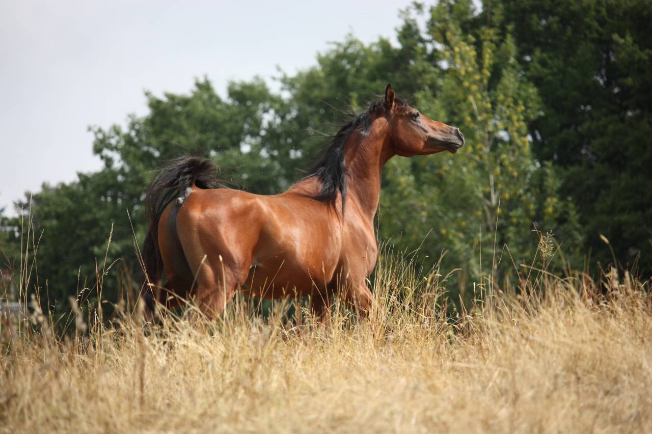 Kenjao - Arabian 2020 by Avalon freedom