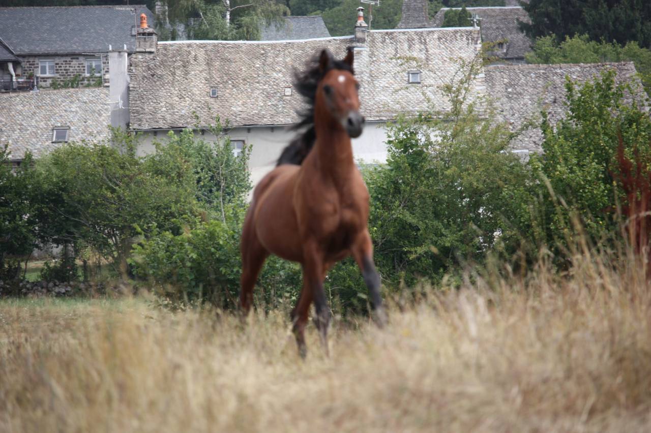 Kenjao - Arabian 2020 by Avalon freedom