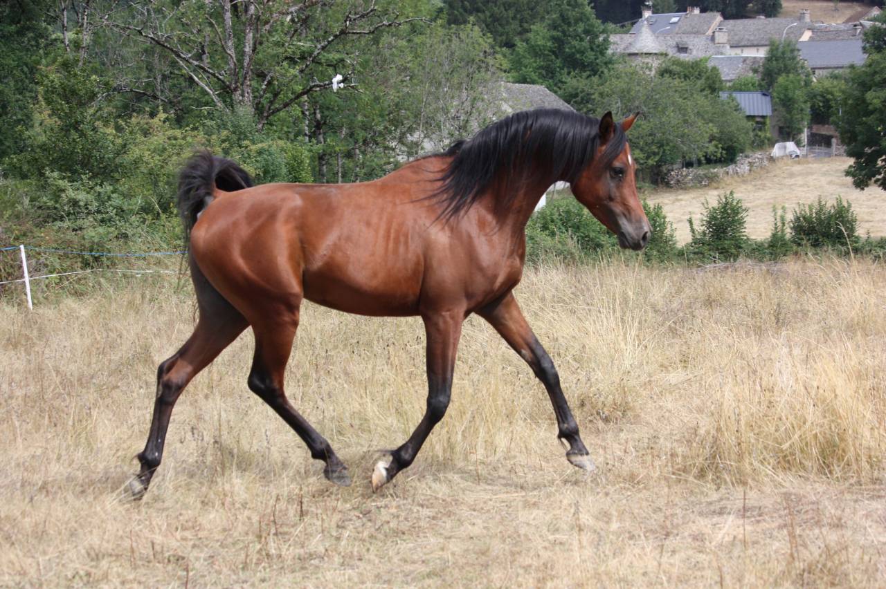 Kenjao - Arabian 2020 by Avalon freedom