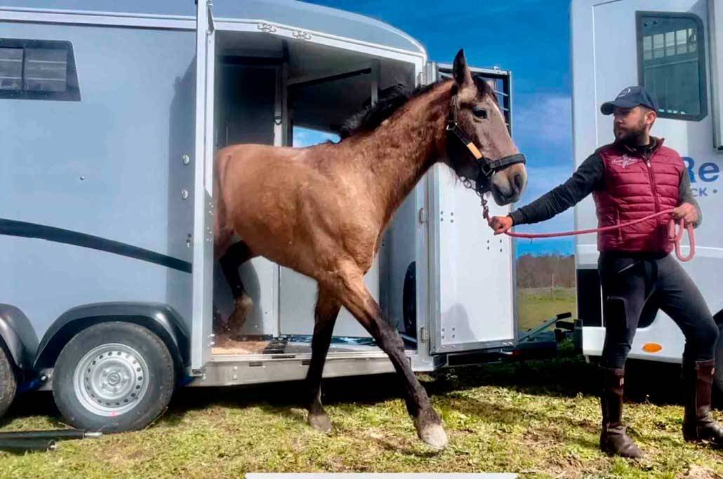 Horse trailer Bonilla B7 Stall 2 Stalls 2026 New