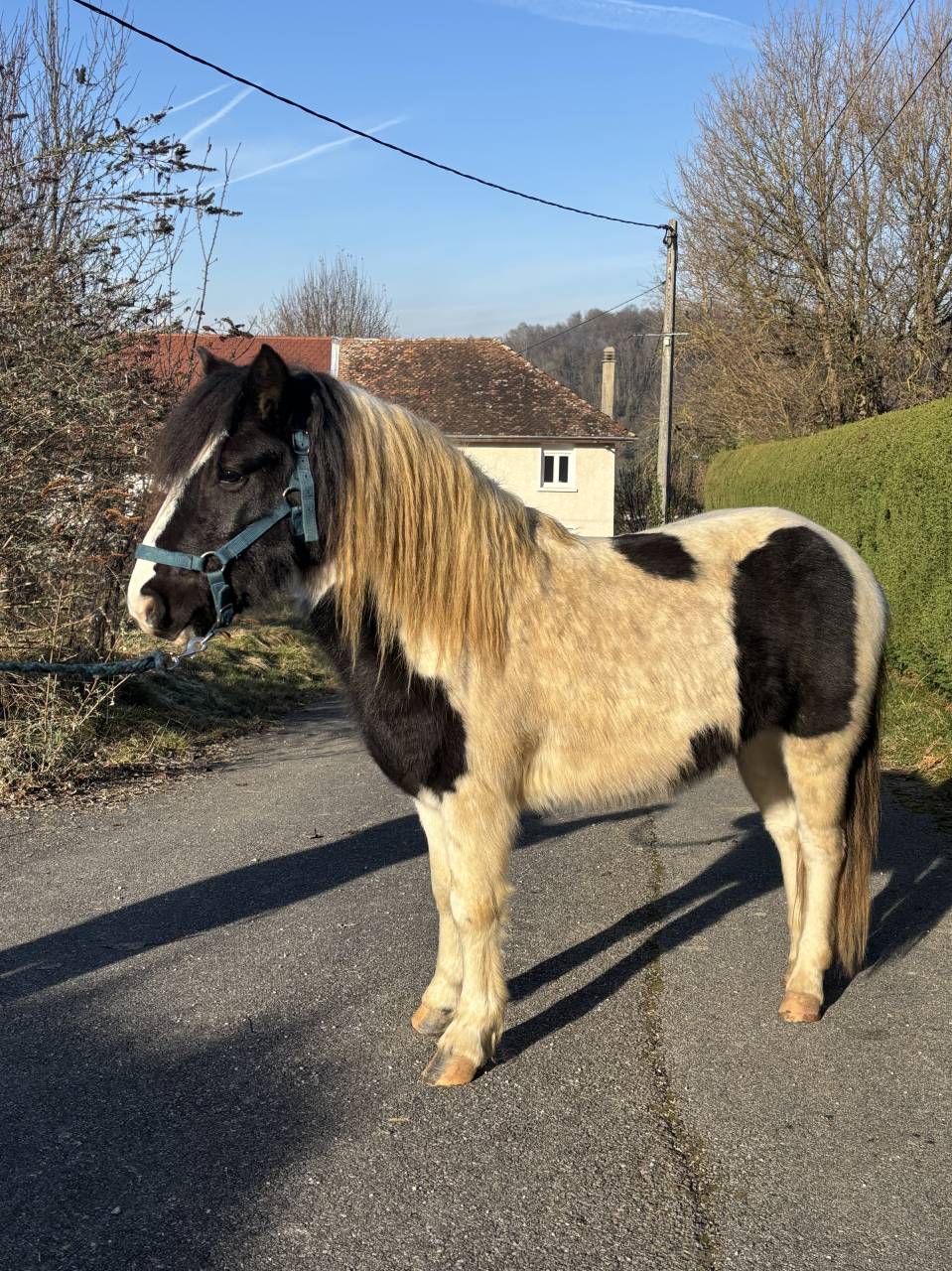 Entire Pottok  For sale 2023 Coloured