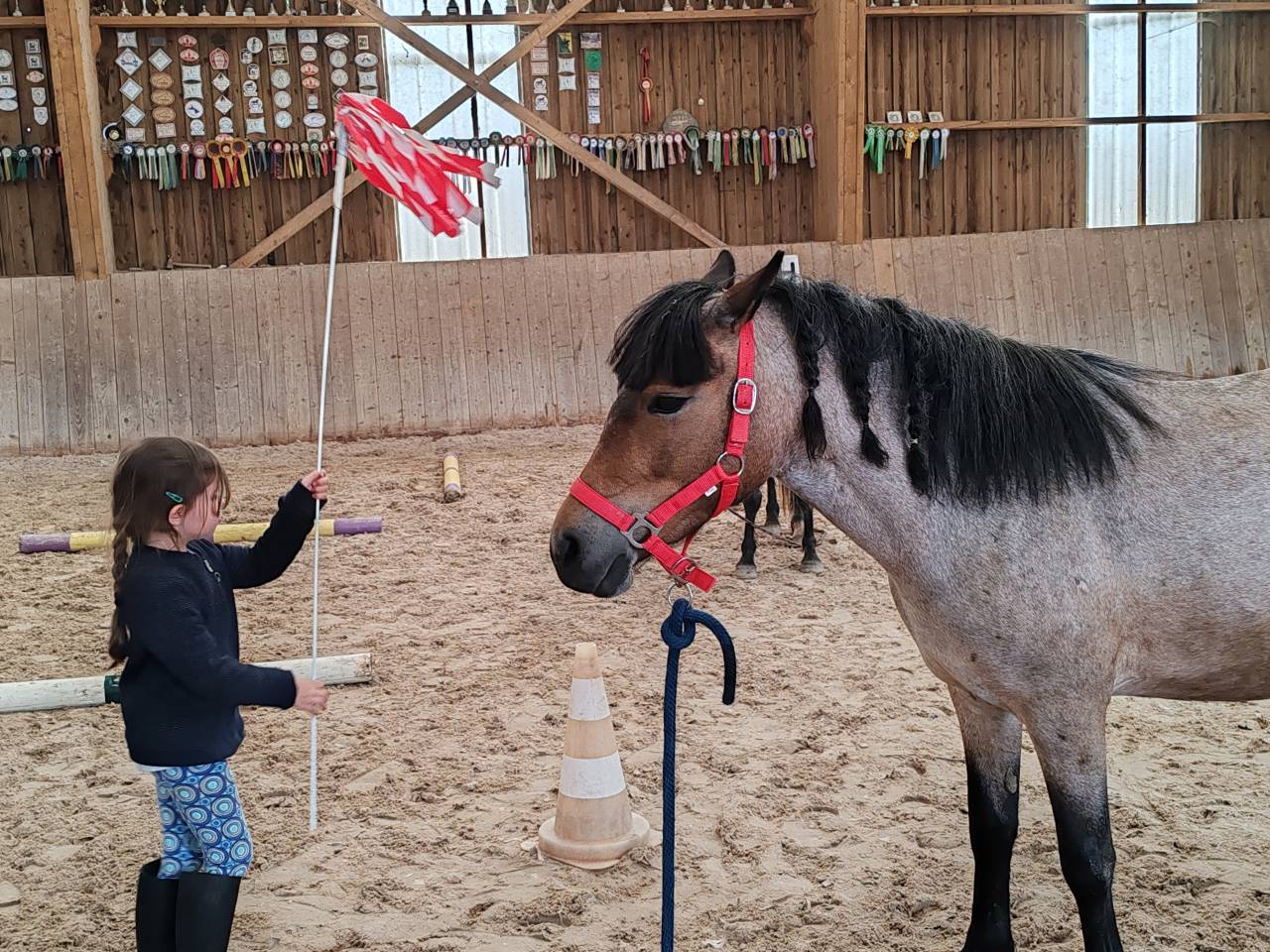 Mare Welsh Part Bred For sale 2019 Roan