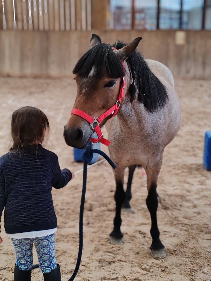 Mare Welsh Part Bred For sale 2019 Roan