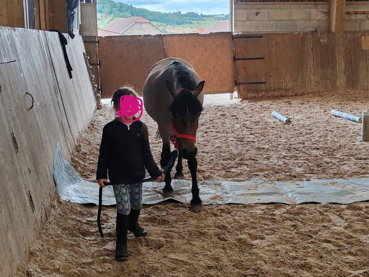 Mare Welsh Part Bred For sale 2019 Roan