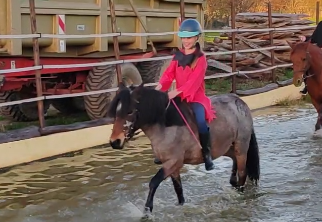 Mare Welsh Part Bred For sale 2019 Roan