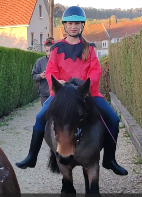 Mare Welsh Part Bred For sale 2019 Roan