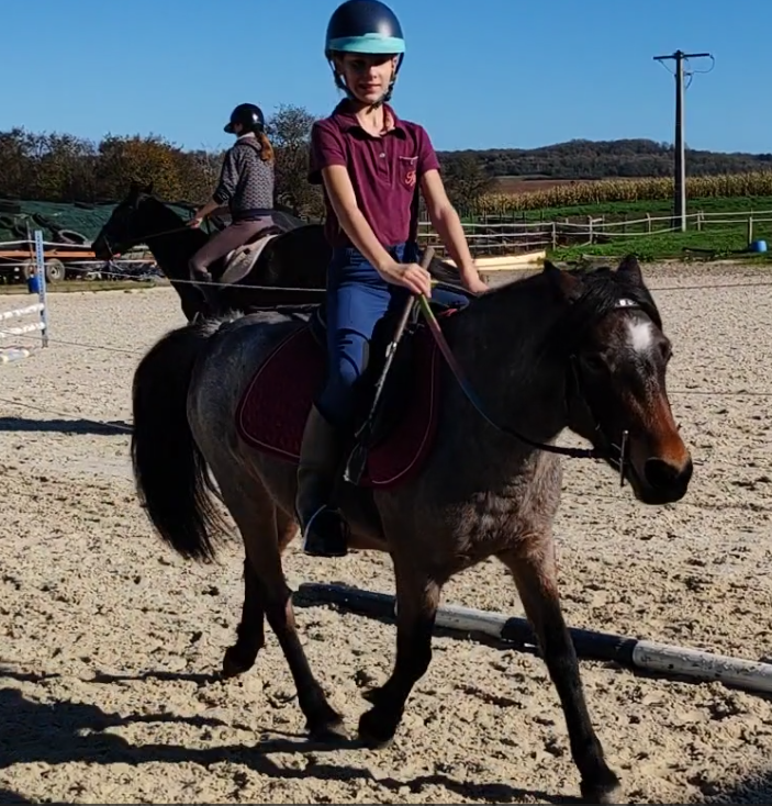 Mare Welsh Part Bred For sale 2019 Roan