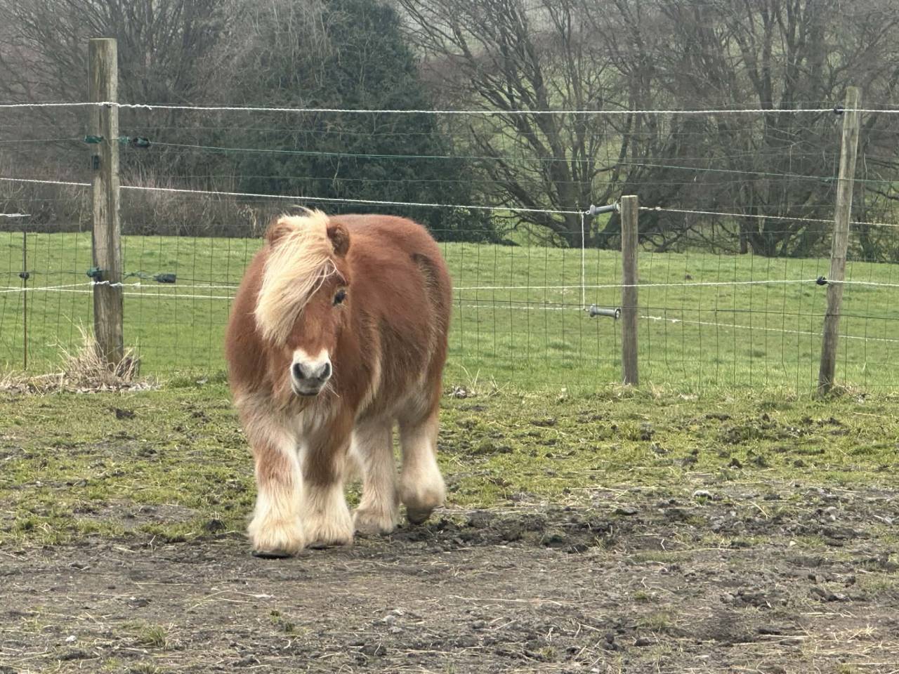 Gelding Belgian Riding Pony For entrust 1997 Chesnut