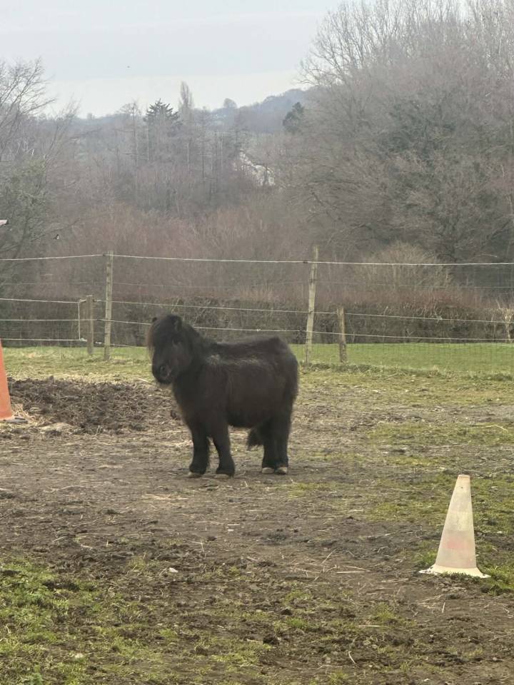 Gelding Belgian Riding Pony For entrust 1997 Chesnut