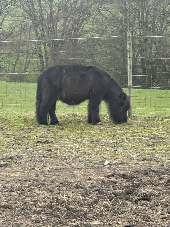 Gelding Belgian Riding Pony For entrust 1997 Chesnut