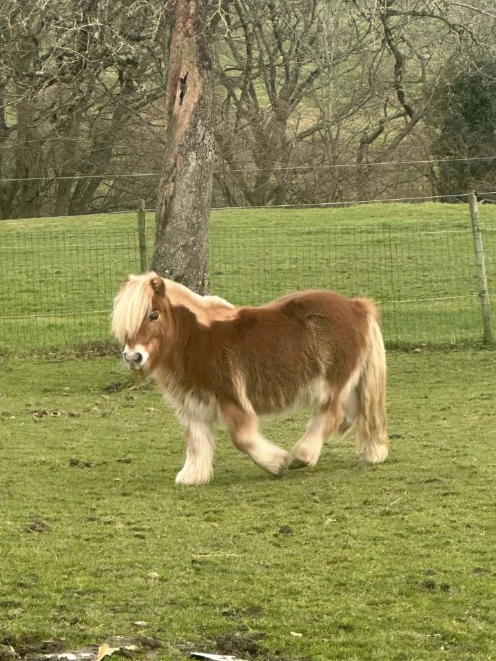 Gelding Belgian Riding Pony For entrust 1997 Chesnut