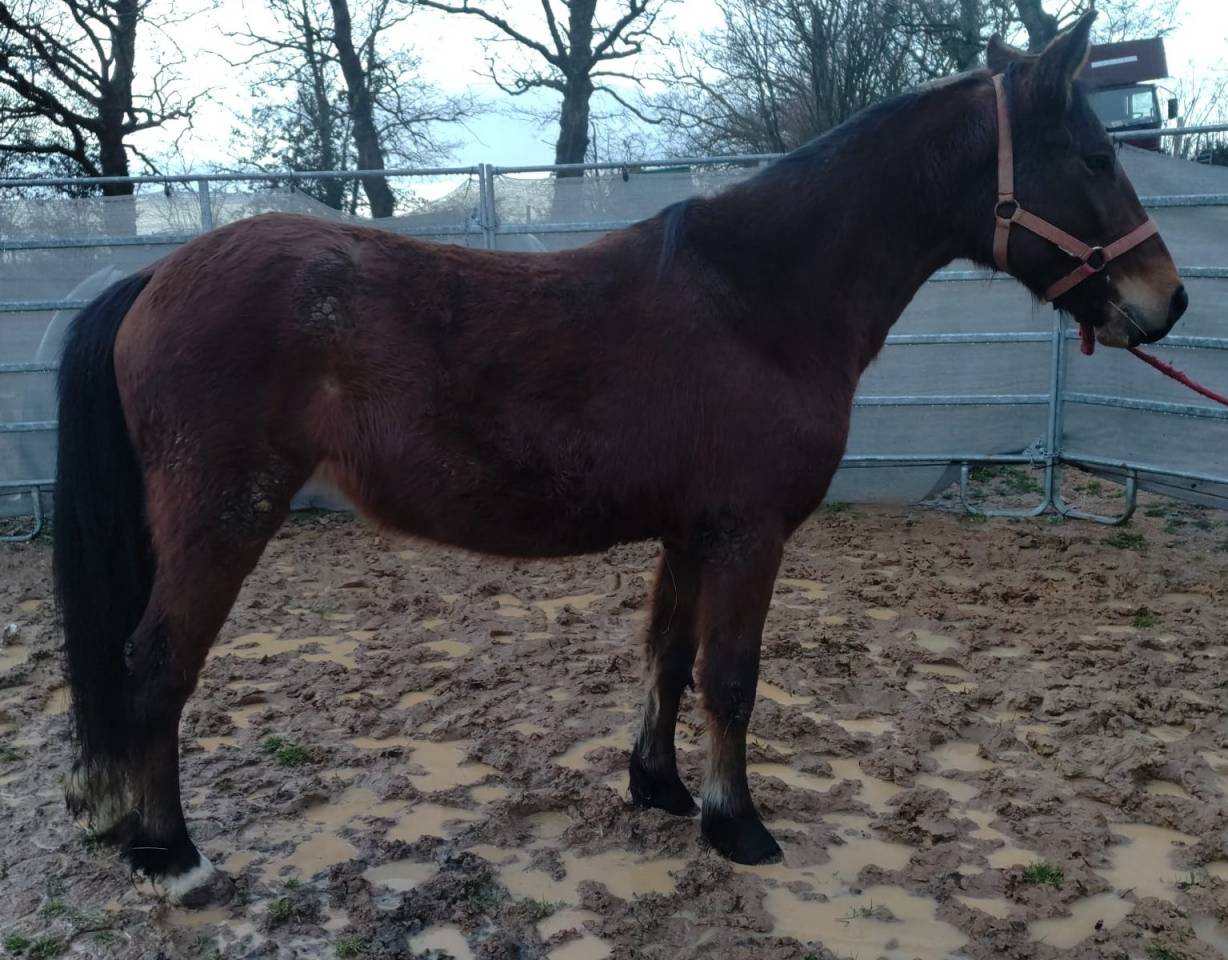 Mare New Forest For sale 2022 Bay