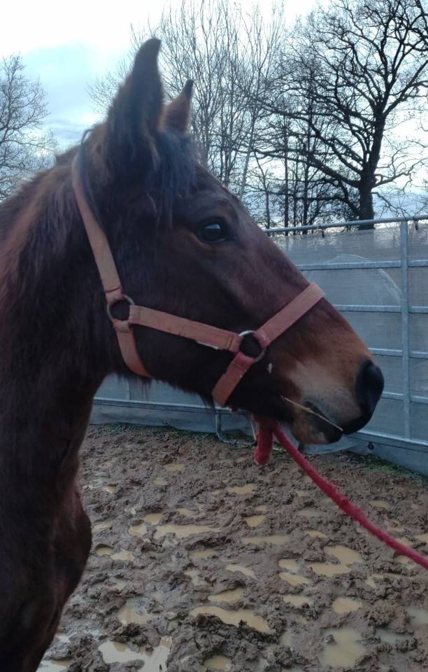 Mare New Forest For sale 2022 Bay