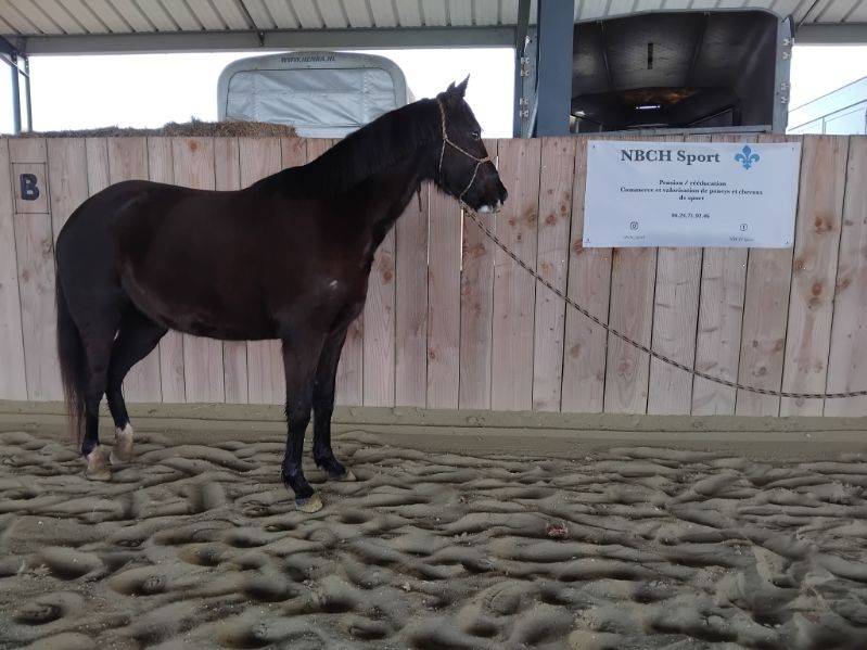 Mare Welsh Pony (Section D), Welsh Cob For sale 2022 Black