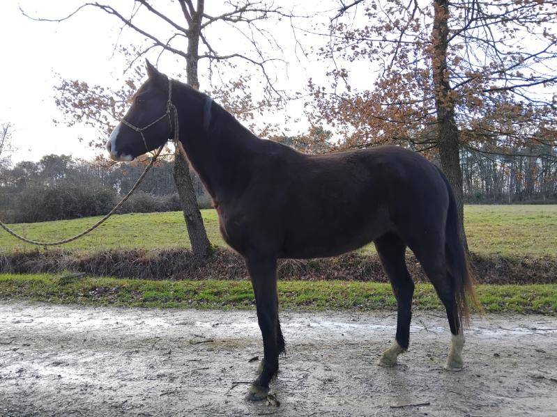 Mare Welsh Pony (Section D), Welsh Cob For sale 2022 Black