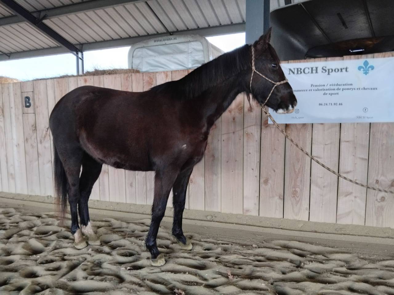 Mare Welsh Pony (Section D), Welsh Cob For sale 2022 Black