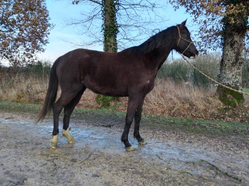 Mare Welsh Pony (Section D), Welsh Cob For sale 2022 Black