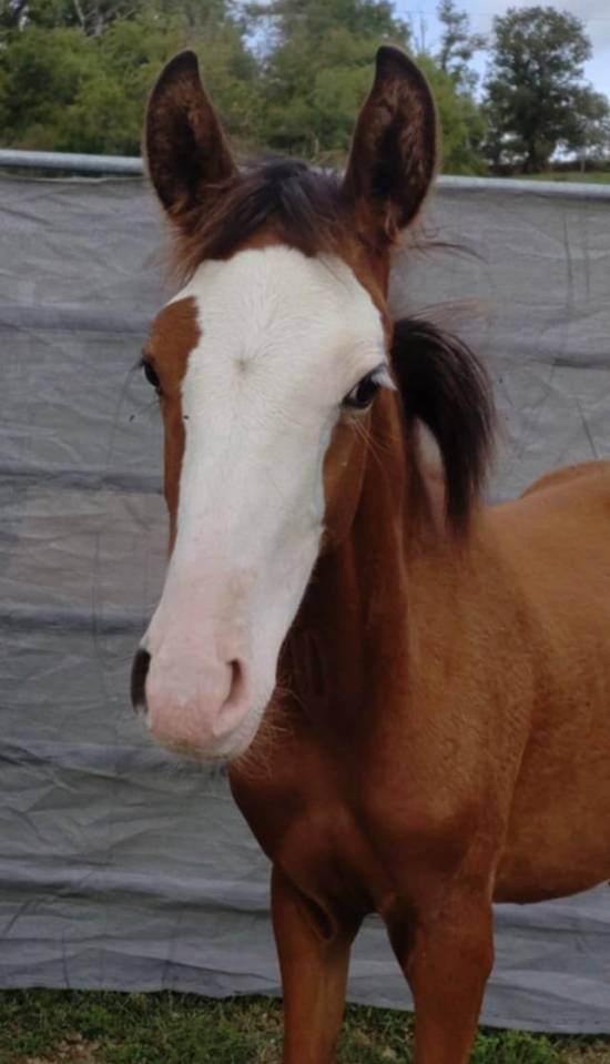 Filly French Saddle Pony For sale 2025 Bay