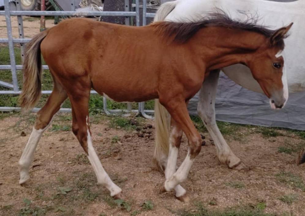 Filly French Saddle Pony For sale 2025 Bay