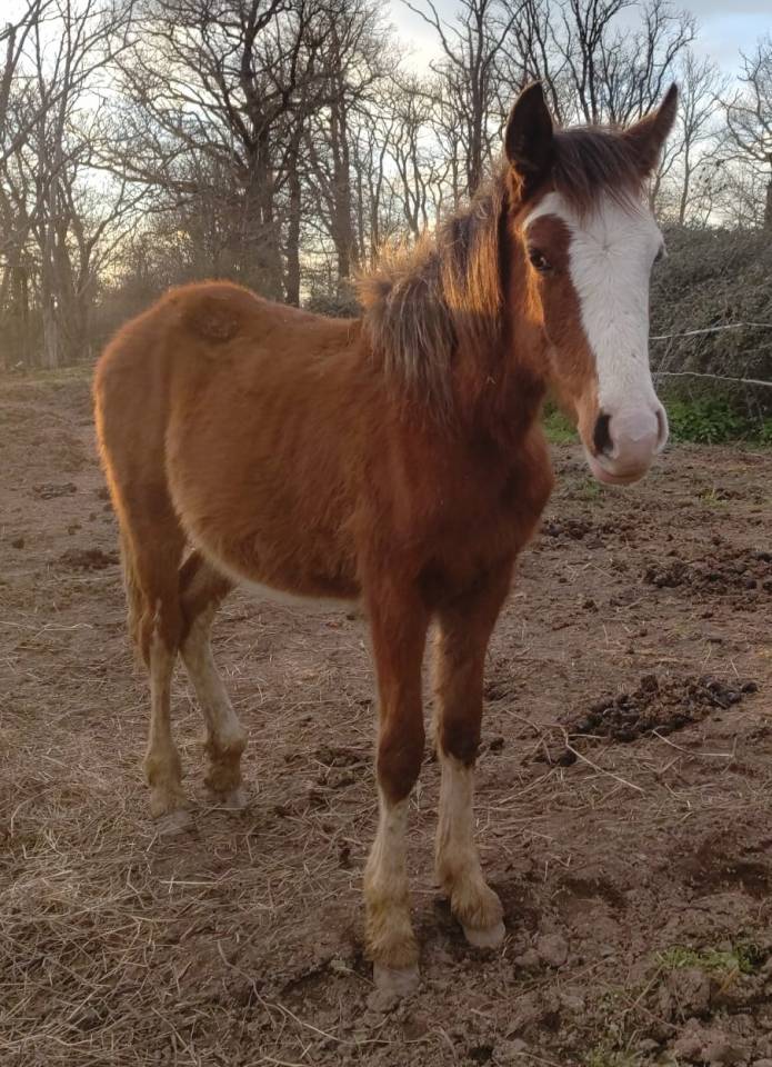 Filly French Saddle Pony For sale 2025 Bay