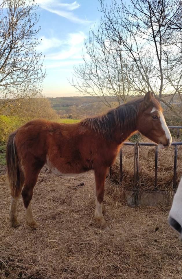 Filly French Saddle Pony For sale 2025 Bay