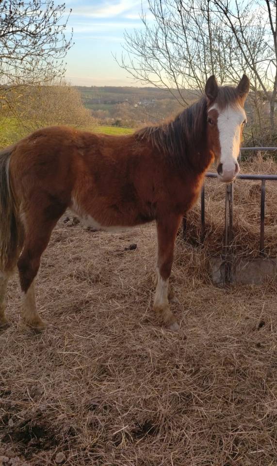 Filly French Saddle Pony For sale 2025 Bay