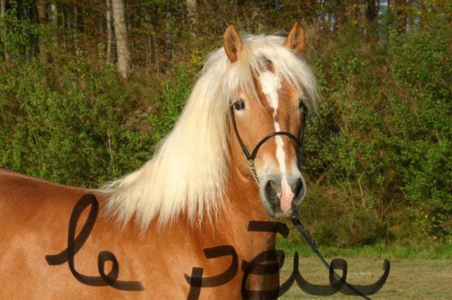Mare Haflinger For sale 2022 Silver dapple