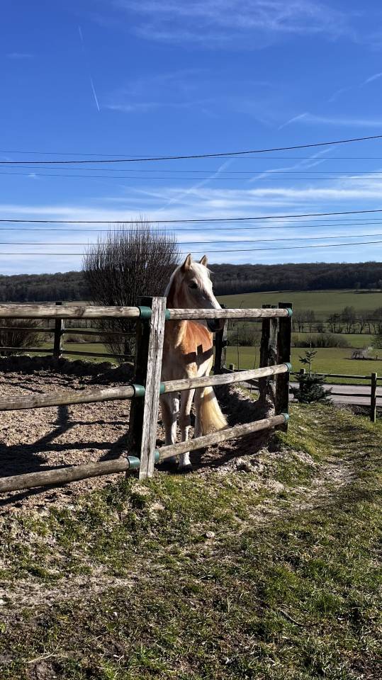 Mare Haflinger For sale 2022 Silver dapple