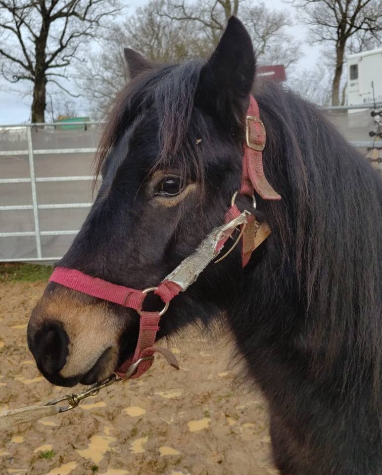 Gelding French Saddle Pony For sale 2022 Black