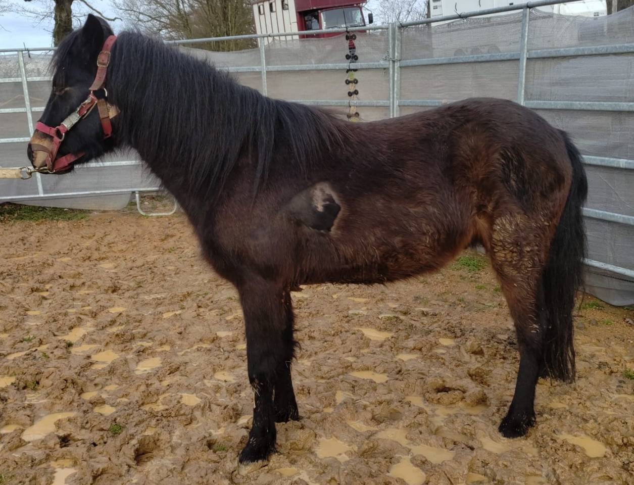 Gelding French Saddle Pony For sale 2022 Black