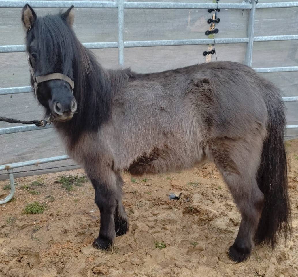 Mare Origin Recorded For sale 2023 Grullo