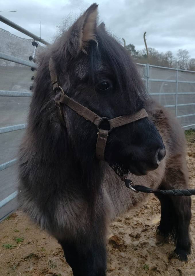 Mare Origin Recorded For sale 2023 Grullo