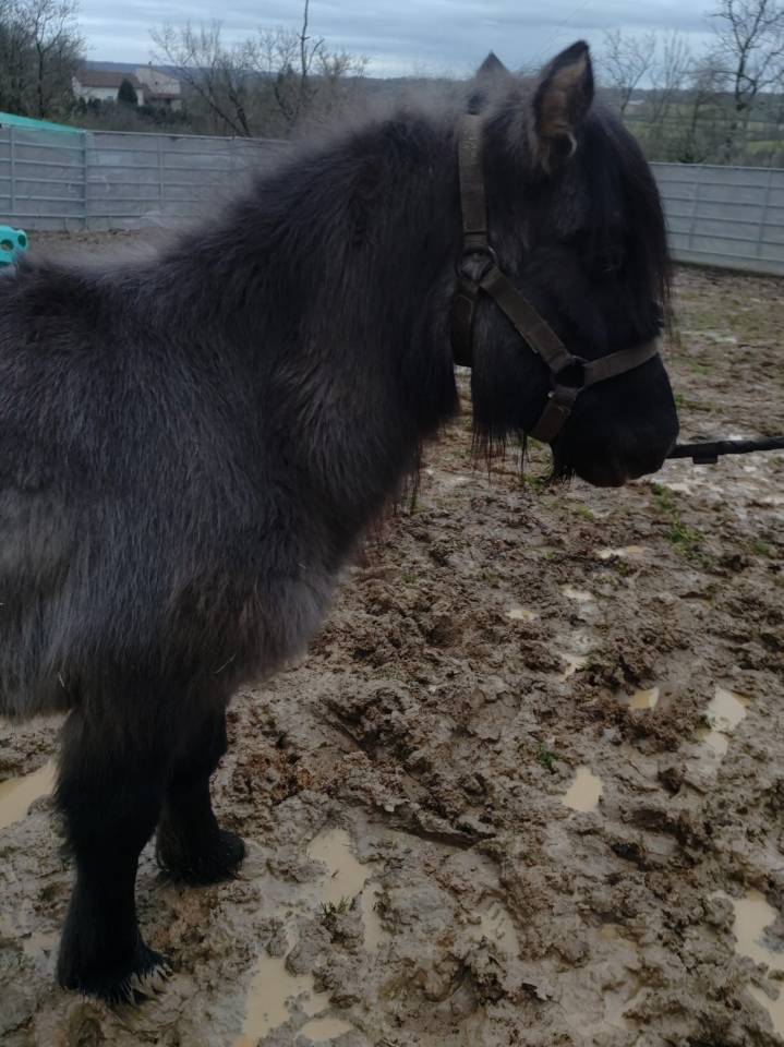 Mare Origin Recorded For sale 2023 Grullo